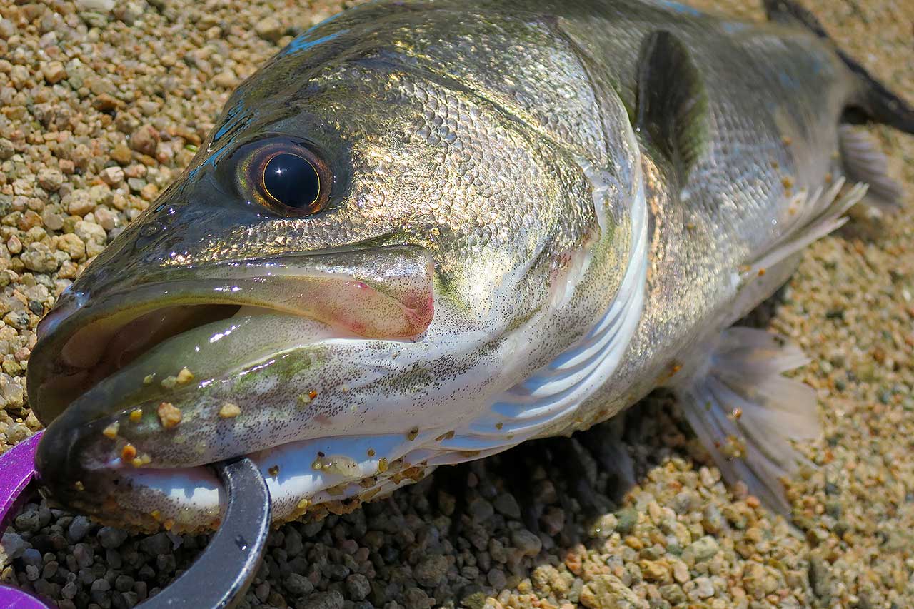シーバス釣り