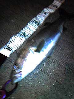 雨の中シーバスを求めて西宮&芦屋!