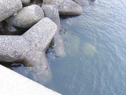 西宮ランガンシーバス!愉快な一日!!