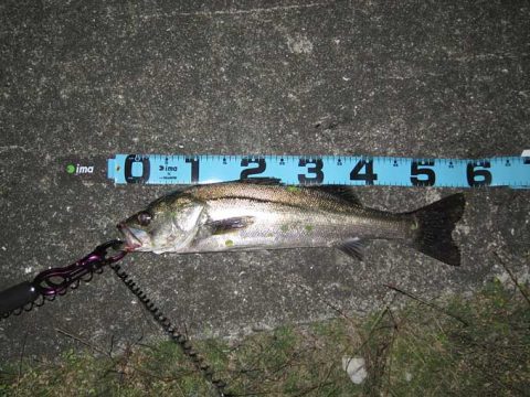 日没シーバス(ボラも)激アツでした!!