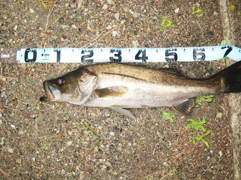 西宮の河川でシーバス調査！自己記録更新！！