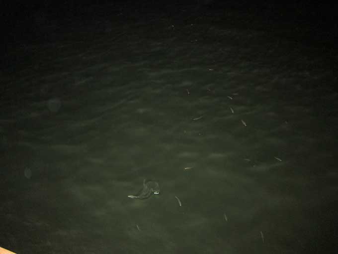 ミニシーバス??