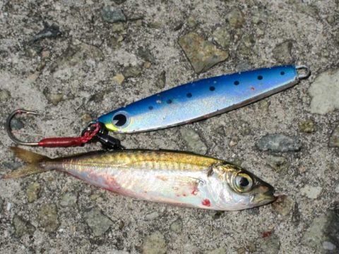 西宮ケーソンでシーバス調査!ナブラ祭り?!の投稿画像