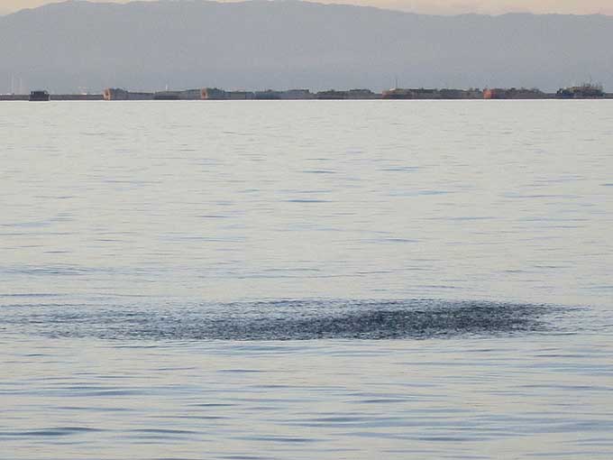 フェイクボイル