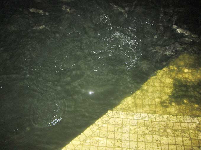 足元に大量ミニ