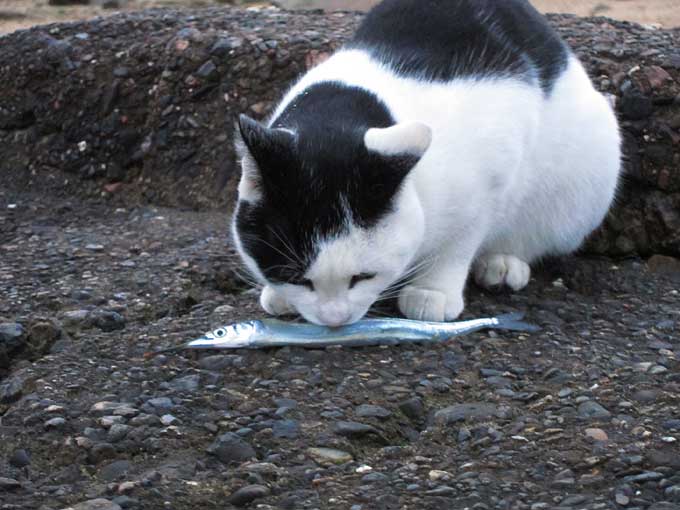 猫とサヨリ