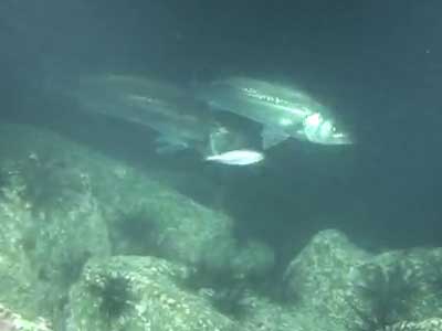 シーバスの捕食