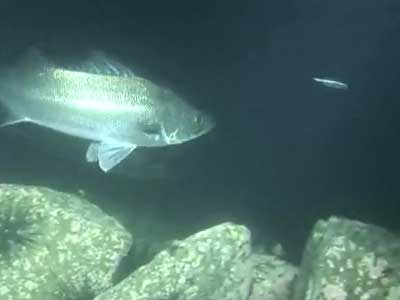 シーバスの捕食