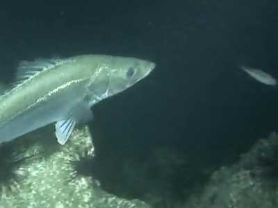 シーバスの捕食