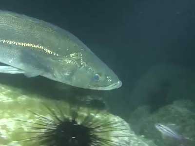 シーバスの捕食