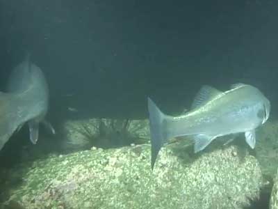 シーバスのアクション