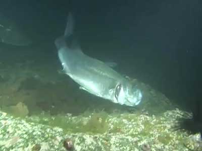 シーバスのアクション