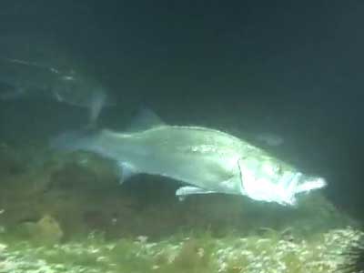 シーバスのアクション