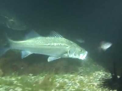 シーバスのアクション