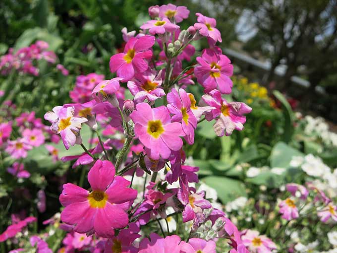 西武庫公園・花