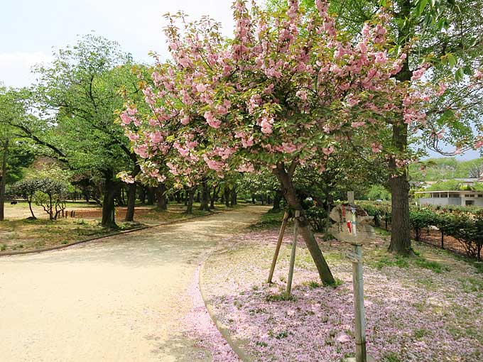 西武庫公園・花