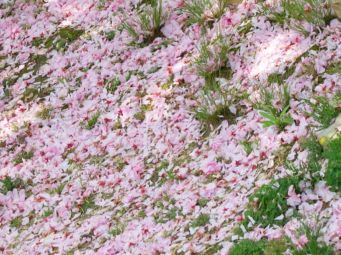 西武庫公園・花