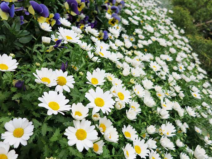 阪急・西宮ガーデンズ(スカイガーデンズ)・花