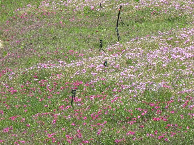 阪神競馬場・セントウルガーデンの花