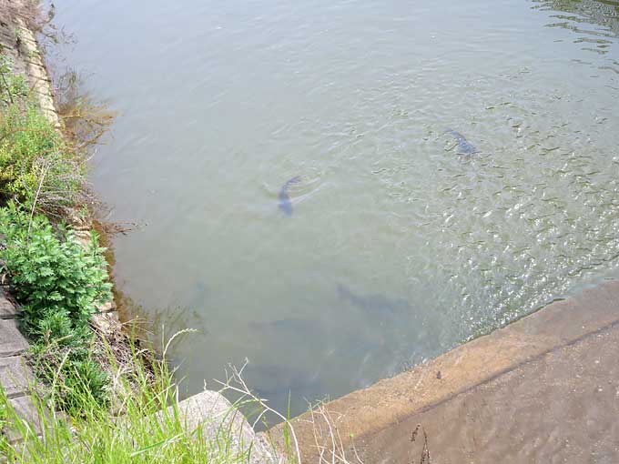 伊丹スカイパーク・鯉