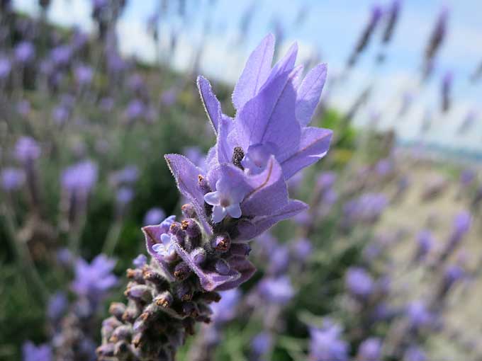 伊丹スカイパーク・花