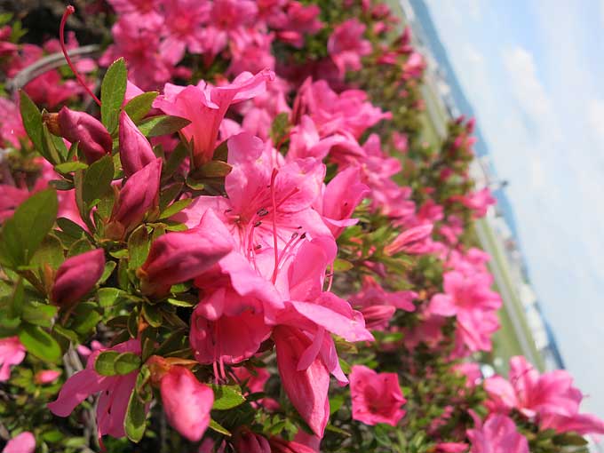 伊丹スカイパーク・花