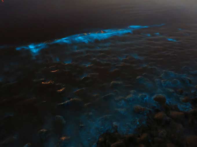 ファンシーな光る海