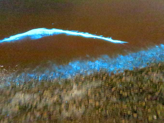 ルアーを動かすと…