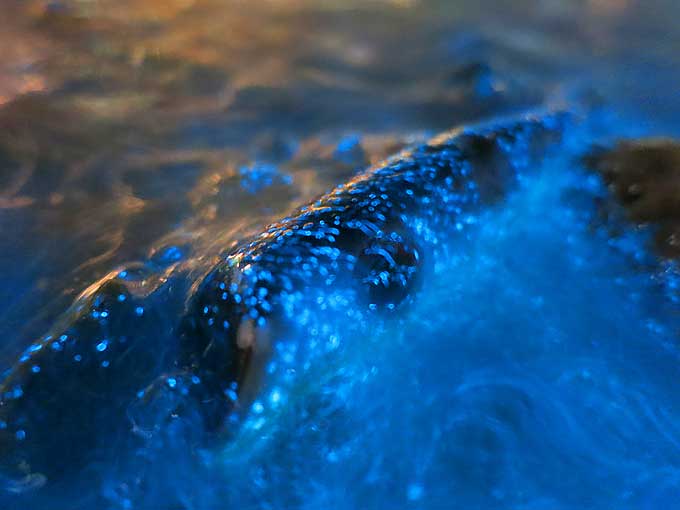 ファンシースーサン