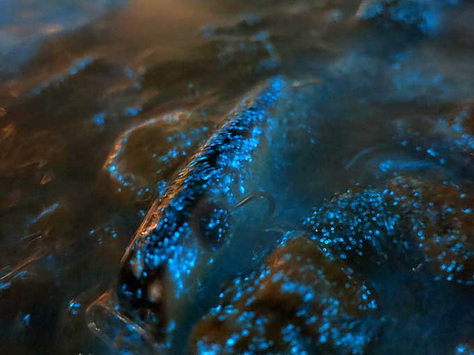 ファンシースーサン