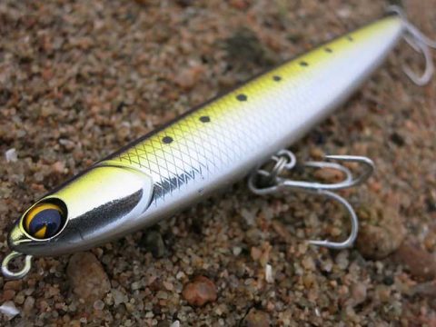 エイが多いですね~!!