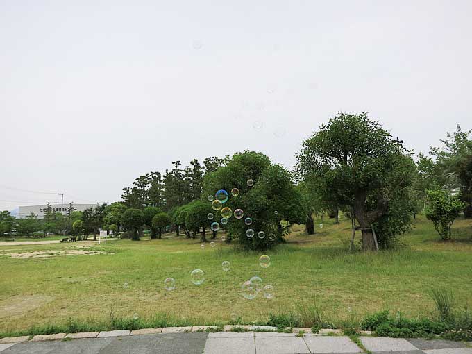 綺麗なしゃぼん玉