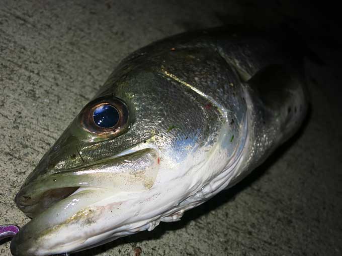 雨後の良型シーバス
