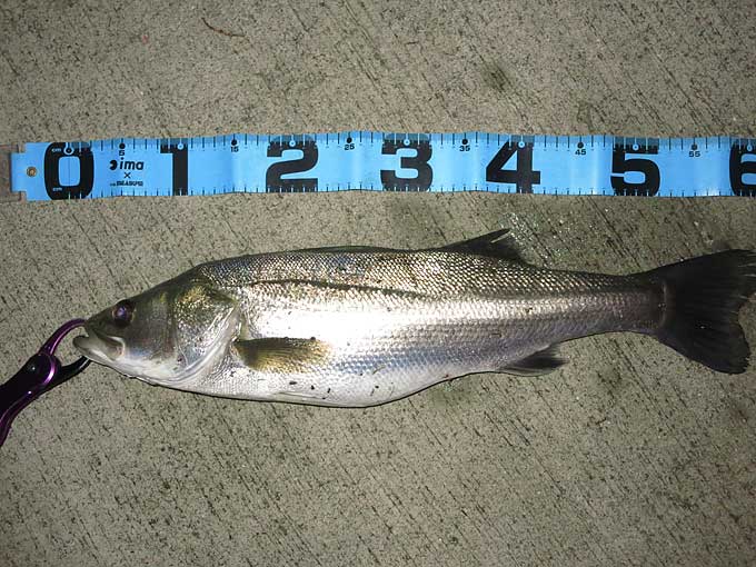 雨後の良型シーバス