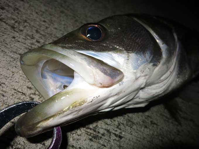 雨後の良型シーバス