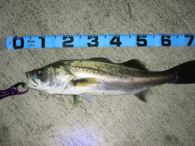 雨後の良型シーバス