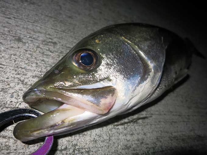 雨後の良型シーバス