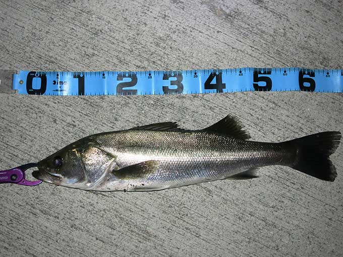 雨後の良型シーバス