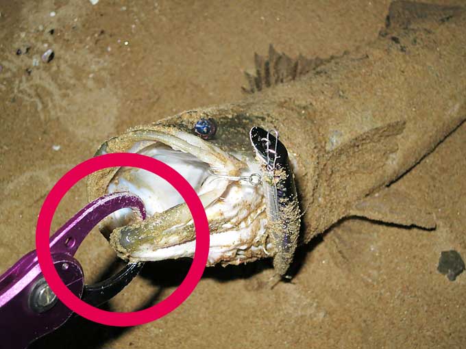 フィッシュグリップで挟む