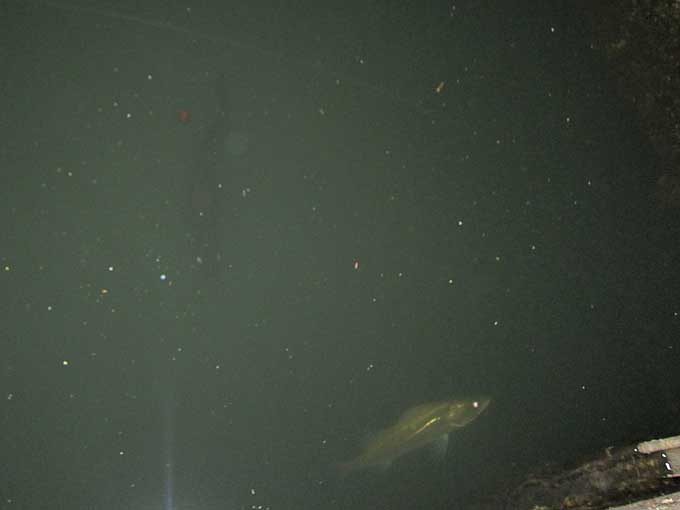 シーバスを掛けた直後から始まるドキドキ感