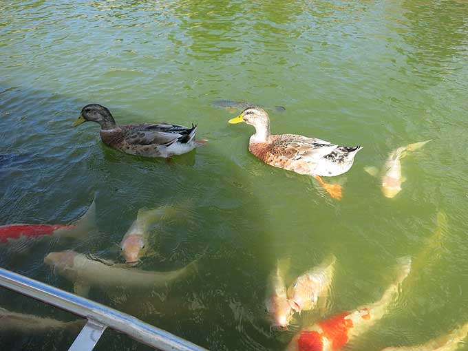 鯉&カモ
