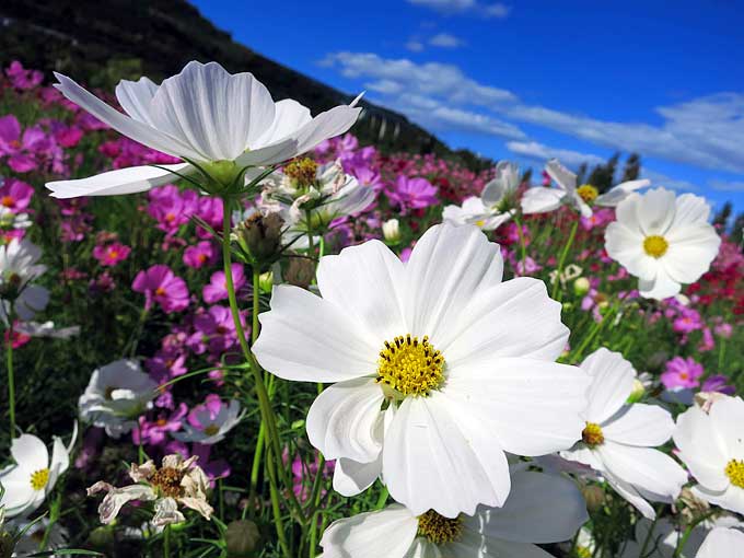 コスモス!