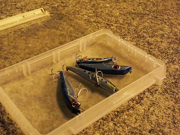 短期放牧明け第一戦