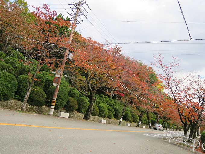 池田市・五月山動物園・紅葉