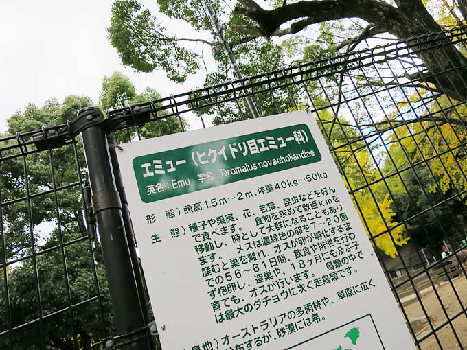エミュー