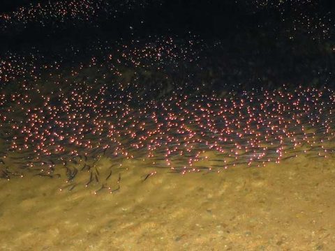 ベイトが多過ぎて釣れないボイルを攻略する