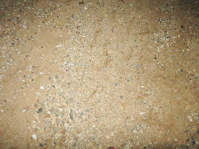 バースデーフィッシュを求めて