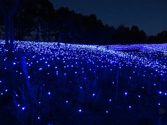 イルミネーション