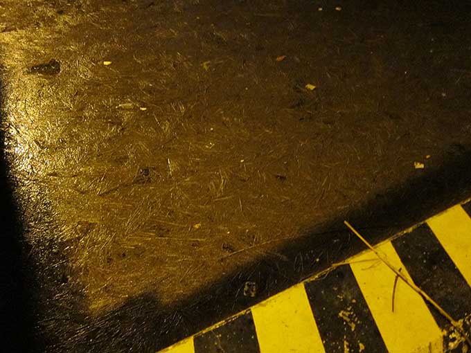 台風後のシーバス釣り