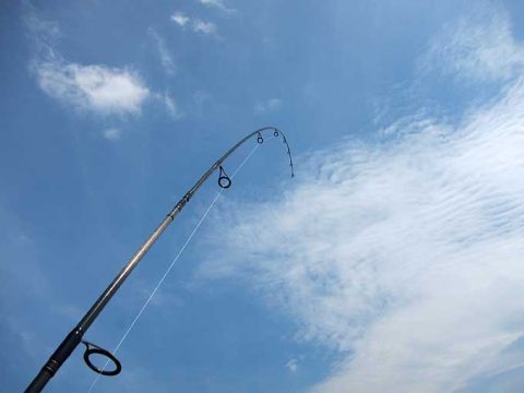 シーバス(スズキ)釣りが面白い理由!!